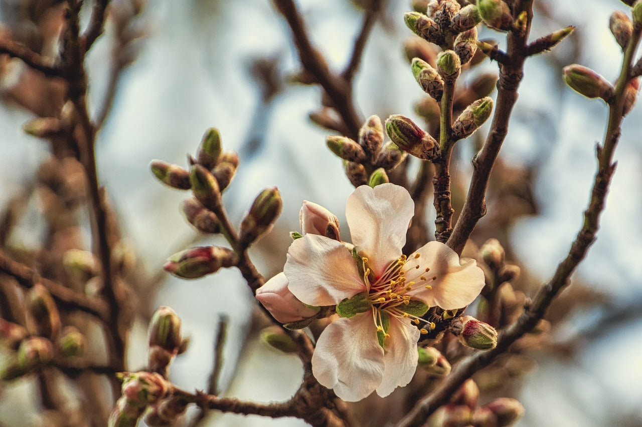 almond-tree-5951352_1280