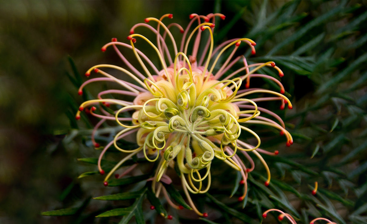 Australian Botanicals Meets Scientific Skincare