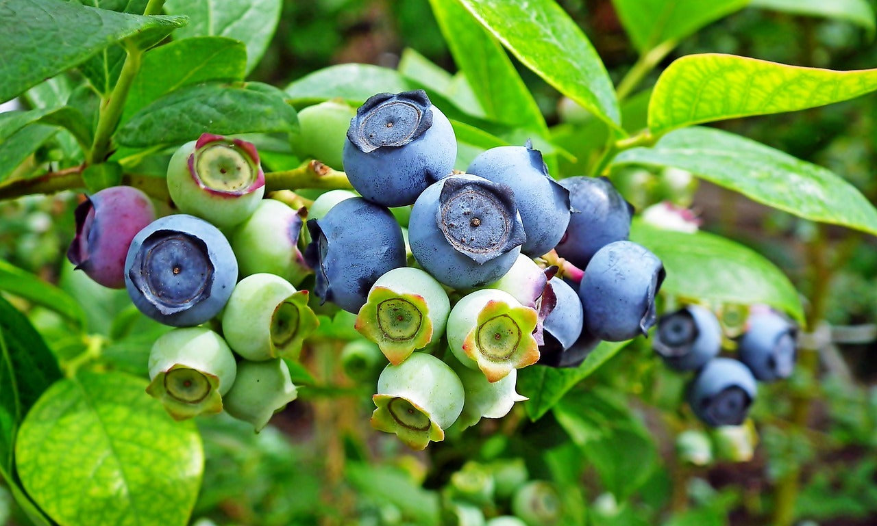 The Power Trio: Bilberry, Purslane, and Kakadu Plum in the Battle Against Acne