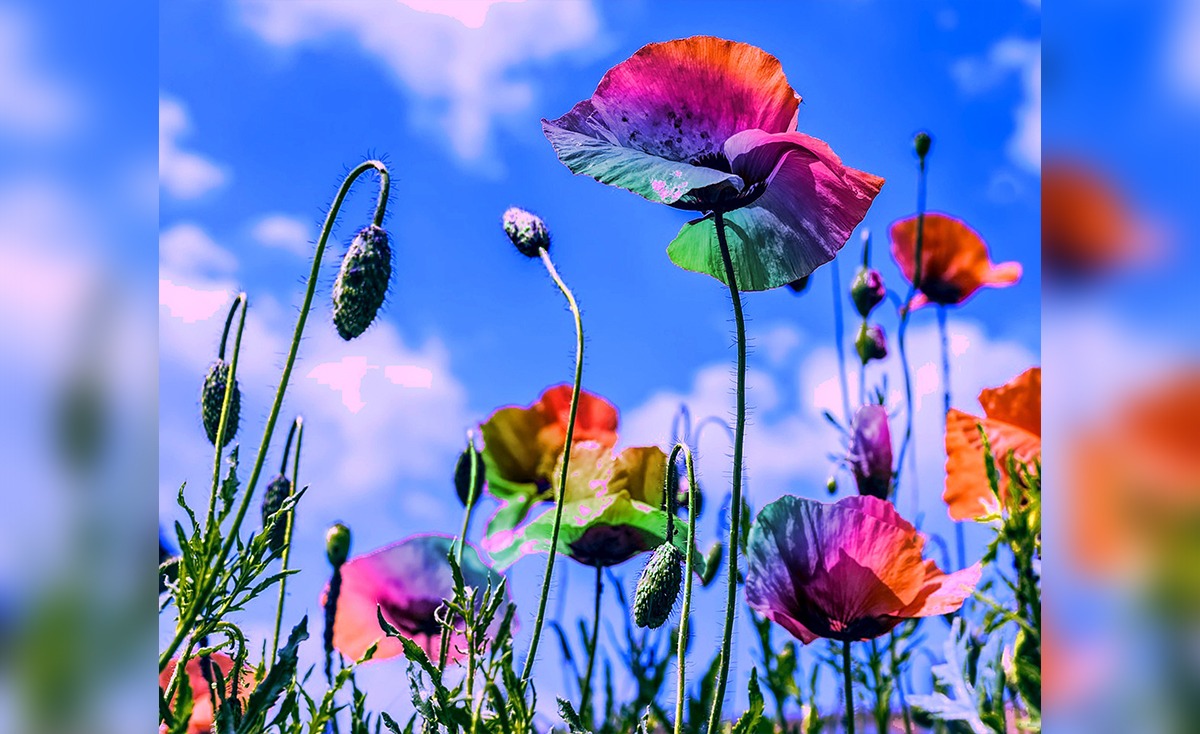Poppy-rainbow