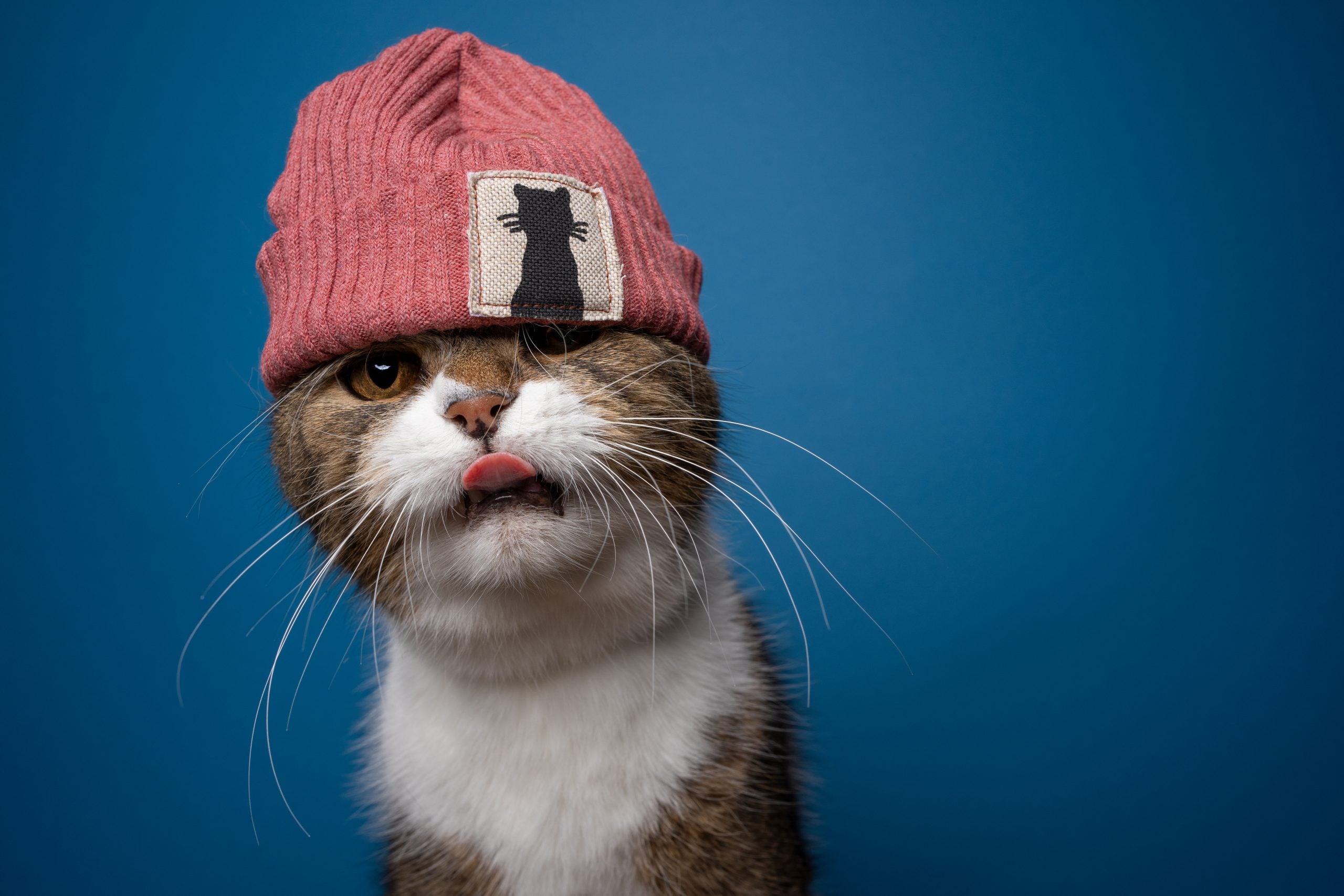 Cool,Cat,Wearing,Beanie,With,Kitty,Label,Sticking,Out,Tongue