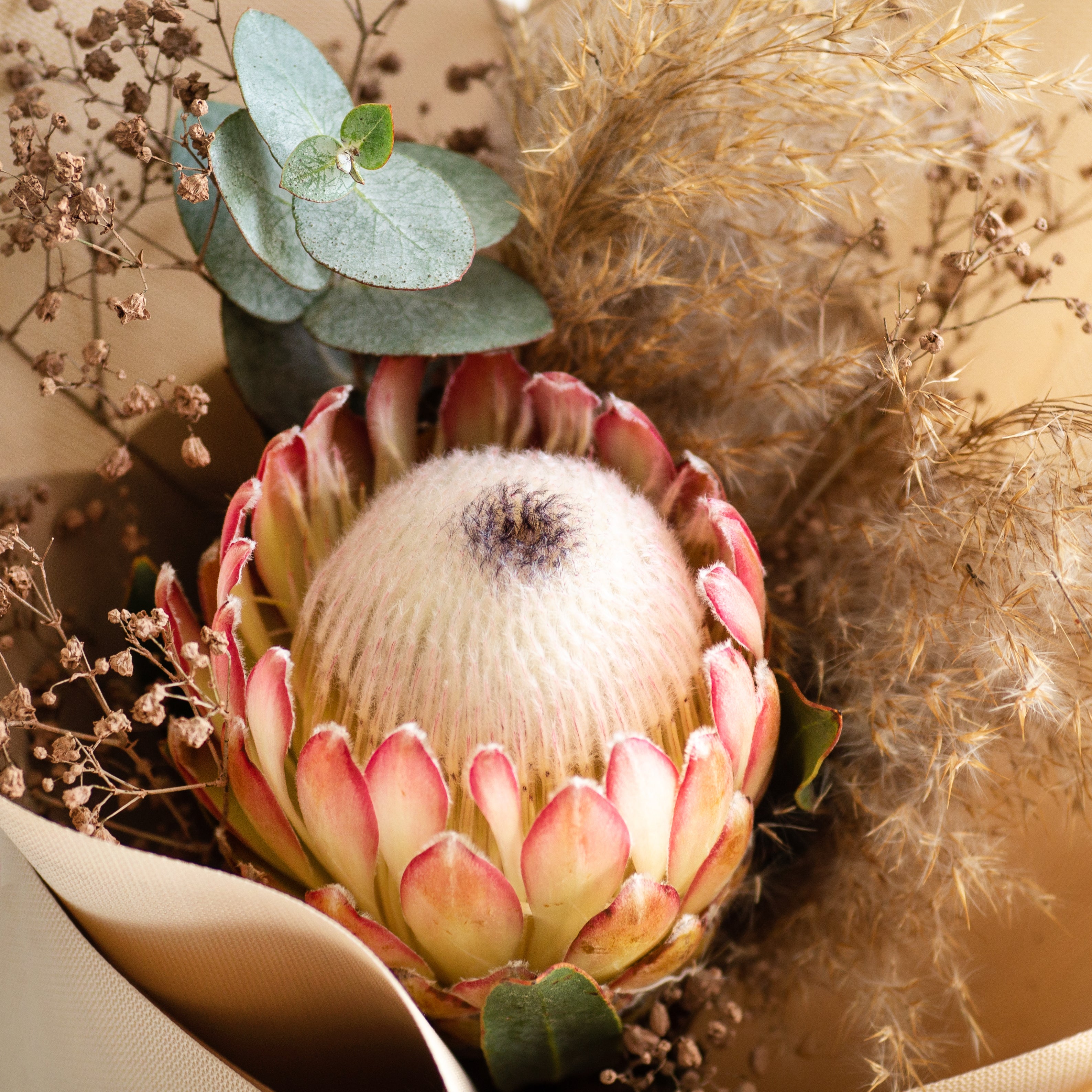 protea-flowers-2026-01-08-06-12-07-utc_1.jpg
